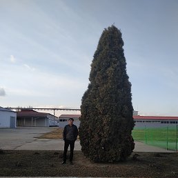 �����, �������, 38 ���