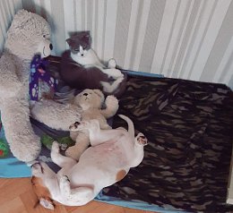 �����������
