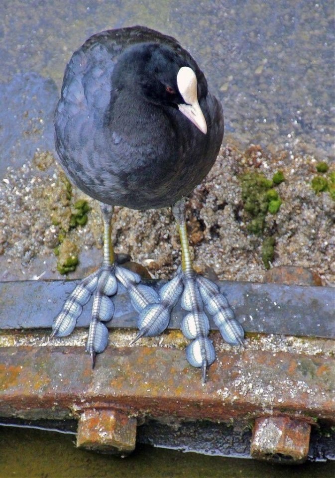    Fulica americana ( )