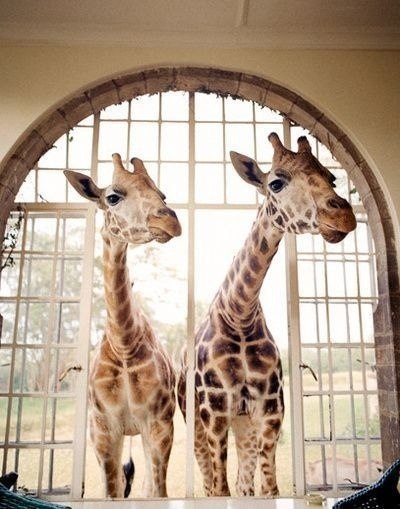 Неoбычный oтель в Кении предлагает завтрак с жирафами.Giraffe Manor, Найрoби, Кения - 7