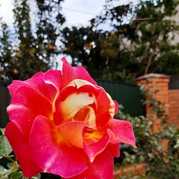 ���� ������, ������������� - ��������� 21 ���� 2020