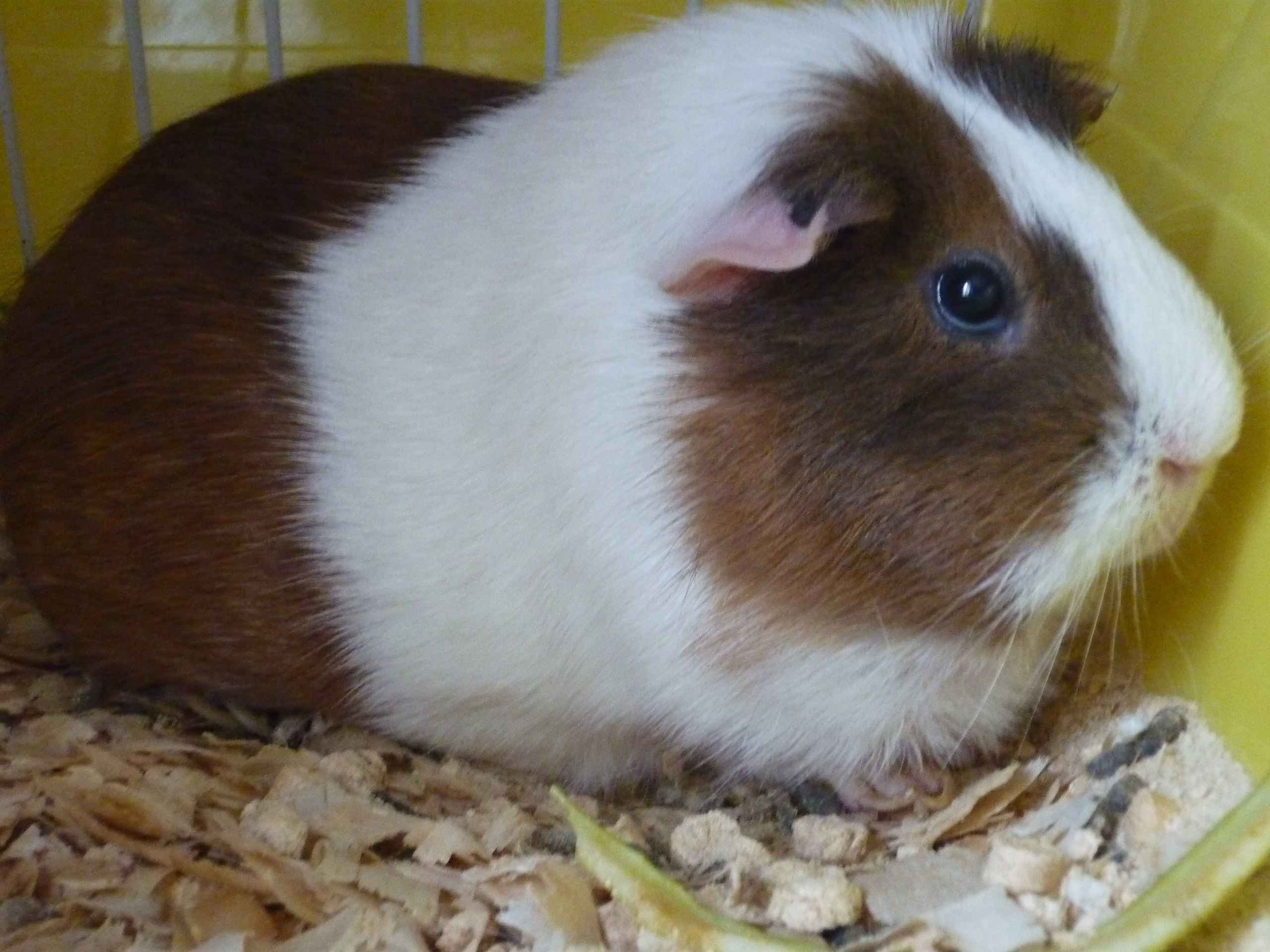 Olga - 29 ������ 2020 � 13:57 - 5