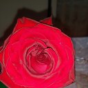 ���� �����, �����������, 40 ��� - ��������� 28 ������ 2020 � ������ ���� ����������