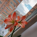 ���� Donna Roza �*����������))), ������ - ��������� 15 ����� 2020 � ������ ���� ����������