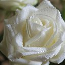 ������ �������� ������� &mdash; �������� ����.