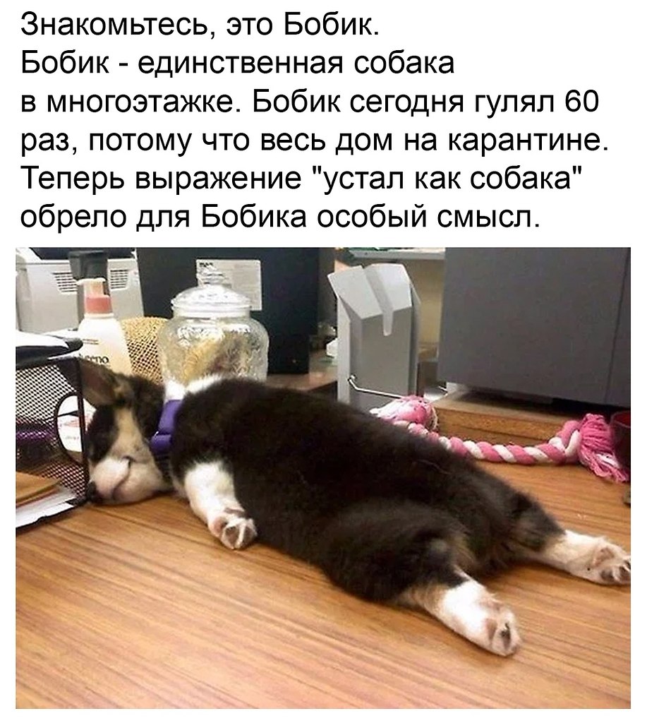 Собака устала от всего этого мем