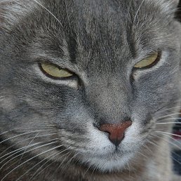 �������, ������, 37 ���