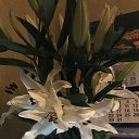 ���� ���������, ��������, 48 ��� - ��������� 8 ����� 2020 � ������ ���� ����������