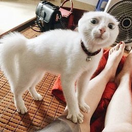 ��������, ���������, 57 ���