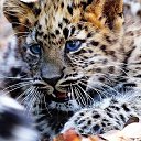 ���� Wolfgrey, �������, 42 ���� - ��������� 25 ������ 2020 � ������ ���� ����������