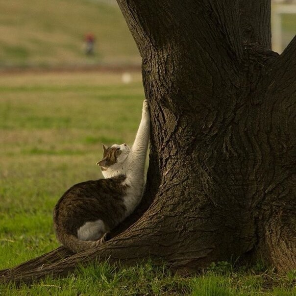 Идеальное дерево