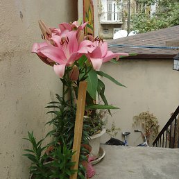 Russkie, ����, 35 ���