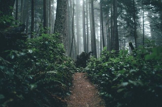 Olympic Nationl Park - 3