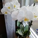 ���� Nadja, ������, 52 ���� - ��������� 5 ���� 2020 � ������ ���� ����������