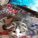 ���� ��������, �����������, 52 ���� - ��������� 26 ������ 2020 � ������ ���� ����������