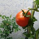 ���� ����, �������, 49 ��� - ��������� 8 ������� 2020 � ������ ��������� ��������