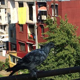 �����, ������, 46 ���