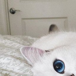 ����, ������