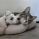 ���� ��������, ������, 68 ��� - ��������� 24 ������� 2020 � ������ ���� ����������