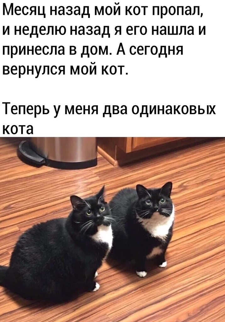 28 perfectly timed cat photos make us love our pets even more (With images) Cat 