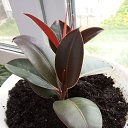 ���� �����, ������, 41 ��� - ��������� 11 ��� 2020 � ������ ���� ���������