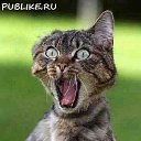 ���� �����, �������, 43 ���� - ��������� 3 ����� 2020 � ������ ���� ����������