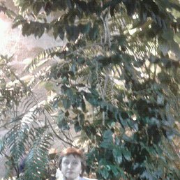 ��������, �����-���������, 62 ����