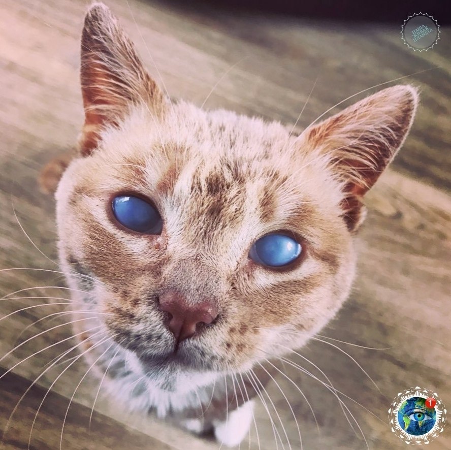 o - a,  o  poc o, o -a   a oo.# - 2