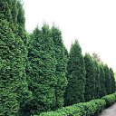 ���� ���������, ����������� - ��������� 17 ��� 2020 � ������ ������ ��������