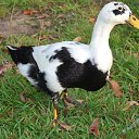 ���� ������, �������, 74 ���� - ��������� 6 ������� 2020