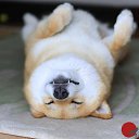 ���� �������, �������, 53 ���� - ��������� 21 ���� 2020 � ������ ���� ����������
