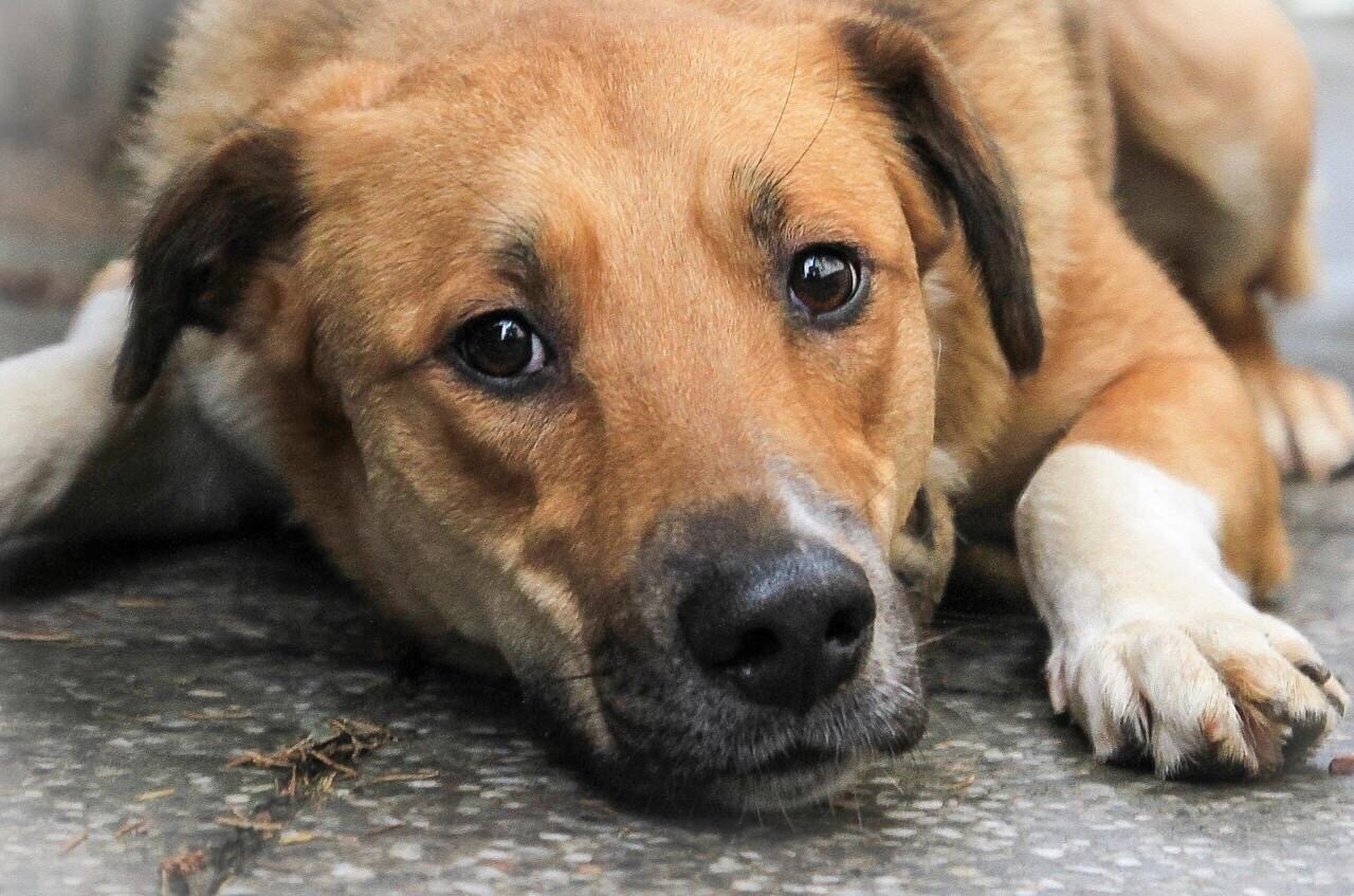 Ноу собака. Собака но. Собака оригинал. Собака но. Портрет собаки фото.