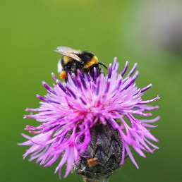 ����, ������