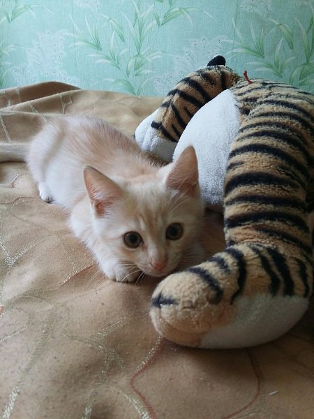 #Безкота_добро.В начале июня, в холодный, дождливый ,ветренный день подобрала это маленькое чудо со ... - 2