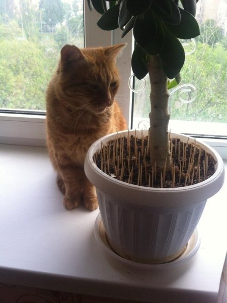 ������� ������ �������� �� �����. - 2