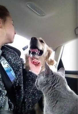   ,  -?    ...