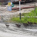 ���� ����, ����������, 51 ��� - ��������� 16 ���� 2020 � ������ ���� ����������