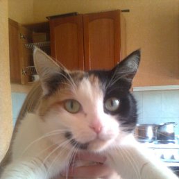 Eddi, ������, 56 ���