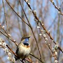���� Severnaya, ������ �������� - ��������� 12 ������ 2020 � ������ ������ ��������