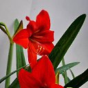  Gojko, -, 72  -  9  2020    , 