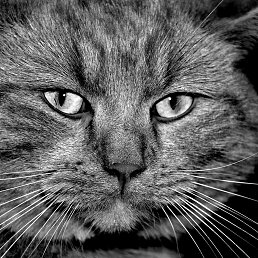 Sergey, ���������, 52 ����