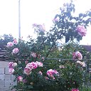 ���� �����, ���������, 55 ��� - ��������� 19 ���� 2020