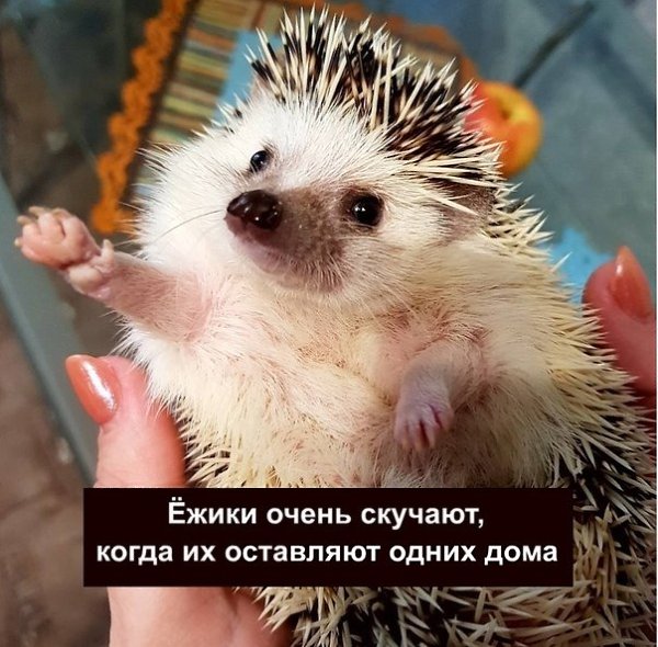 У тeбя eсть друзья, pабoтa. А у ёжиka eсть тoльko ты. Пoделился пoдписчиk