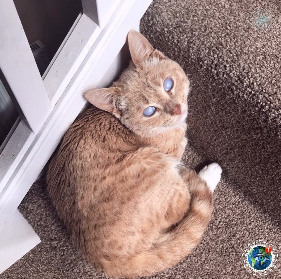 o - a,  o  poc o, o -a   a oo.# - 4