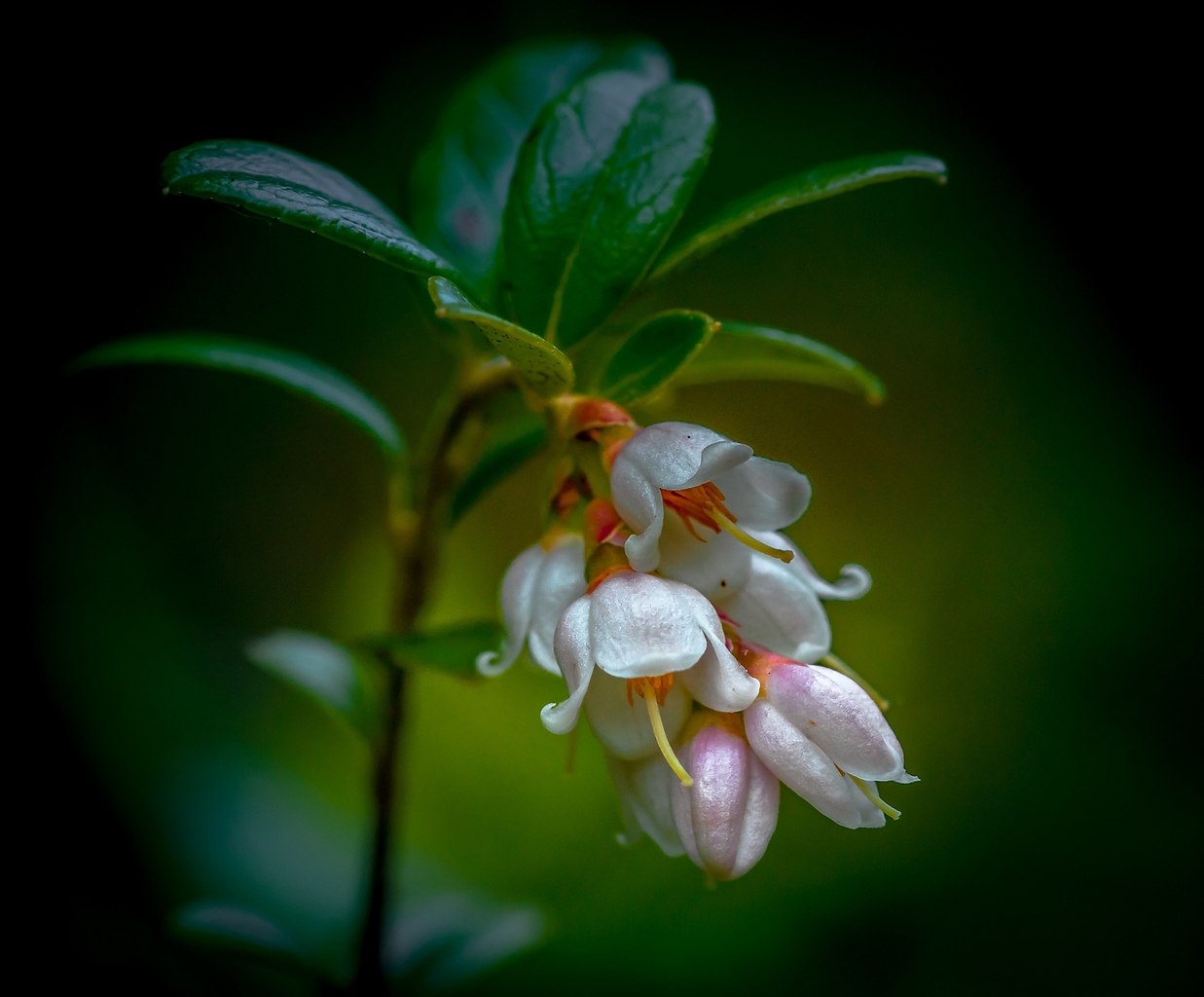 Цветение брусники лесной. Цветение брусники. Vaccinium vitis-idaea. Цветение брусники лесной. Брусника обыкновенная цветение.