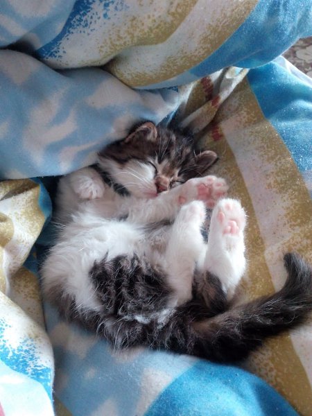 #Безкота_добро.Можно тоже втиснуться со своим) нашла его 4 года назад в подъезде (1 фото), ему ... - 2