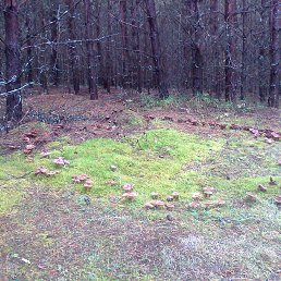 �������, ������, 61 ���