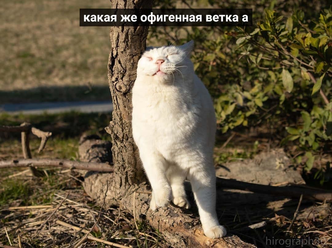 Но это же ветка