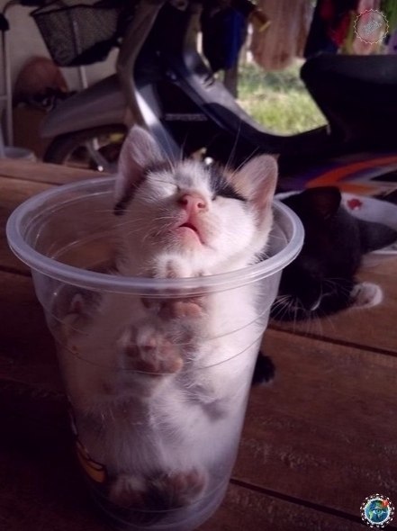  oeo eo oo o oo coco, o  a  o, co c, e    ... - 7
