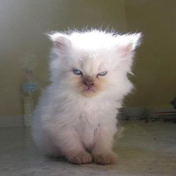 ����, ��������, 42 ����